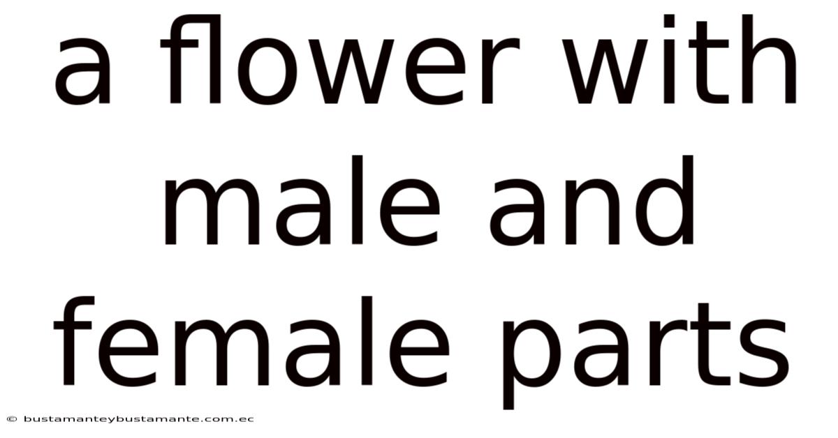 A Flower With Male And Female Parts