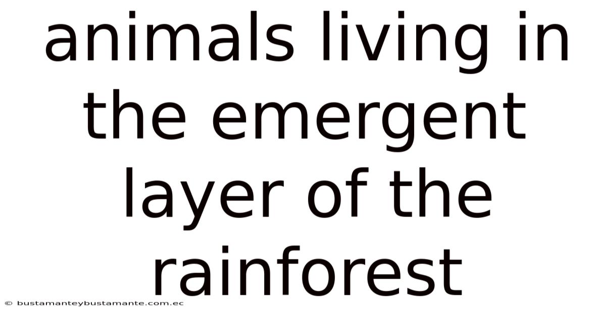 Animals Living In The Emergent Layer Of The Rainforest