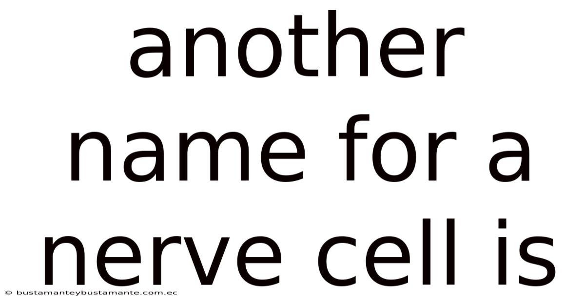 Another Name For A Nerve Cell Is
