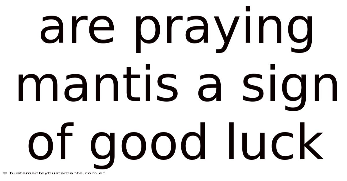 Are Praying Mantis A Sign Of Good Luck