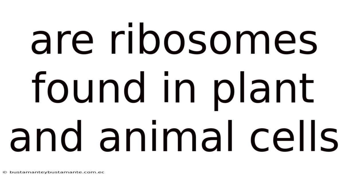 Are Ribosomes Found In Plant And Animal Cells