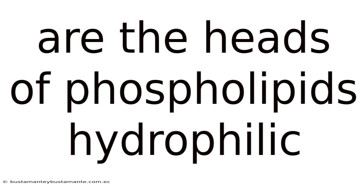Are The Heads Of Phospholipids Hydrophilic