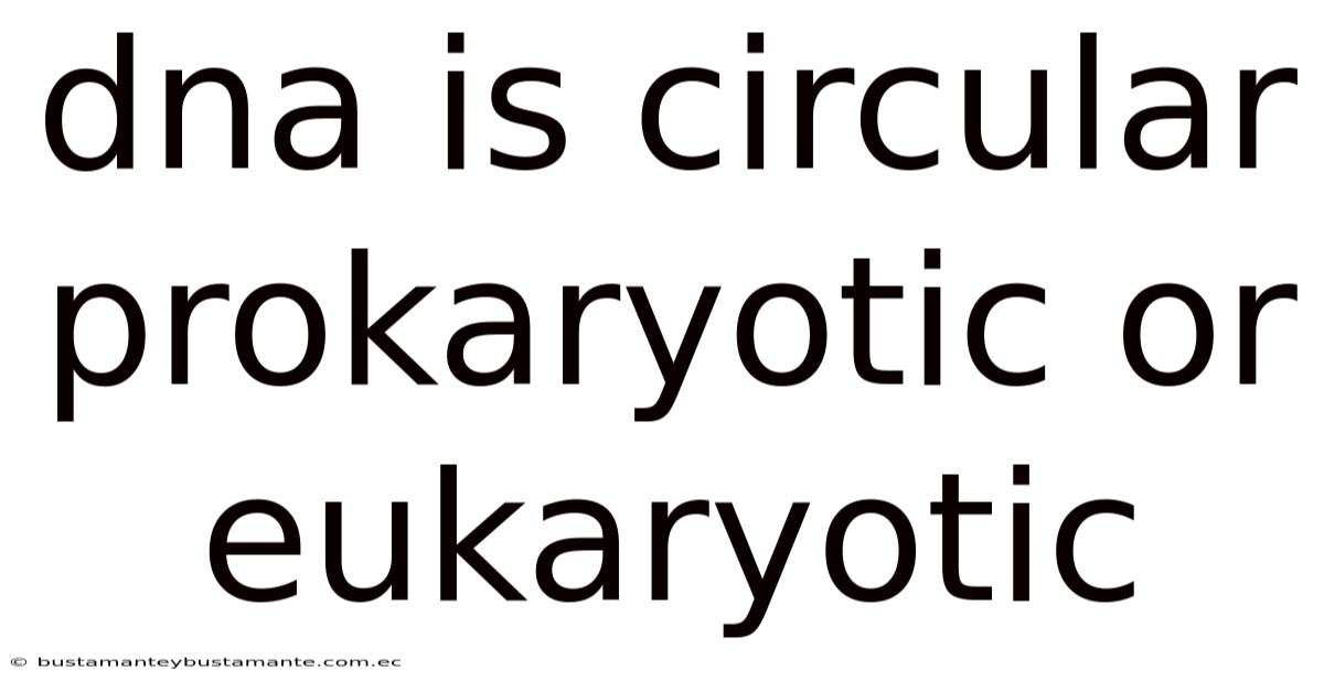 Dna Is Circular Prokaryotic Or Eukaryotic