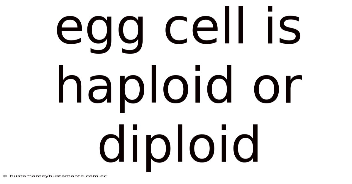 Egg Cell Is Haploid Or Diploid