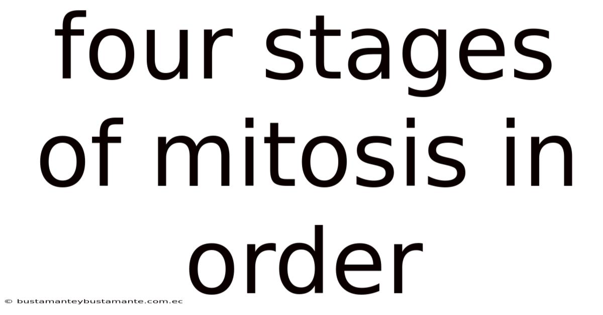 Four Stages Of Mitosis In Order