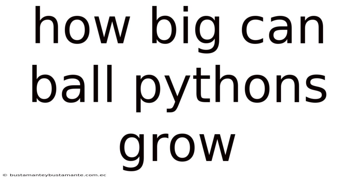 How Big Can Ball Pythons Grow