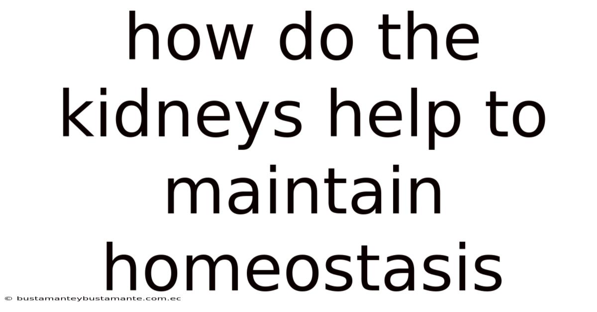 How Do The Kidneys Help To Maintain Homeostasis