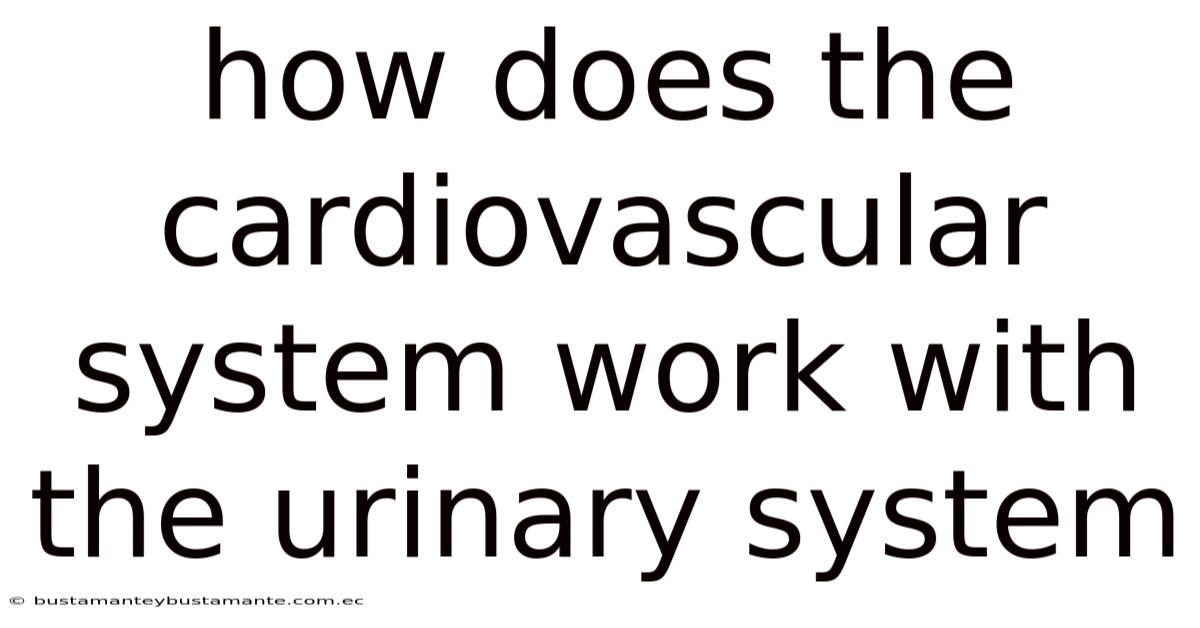 How Does The Cardiovascular System Work With The Urinary System