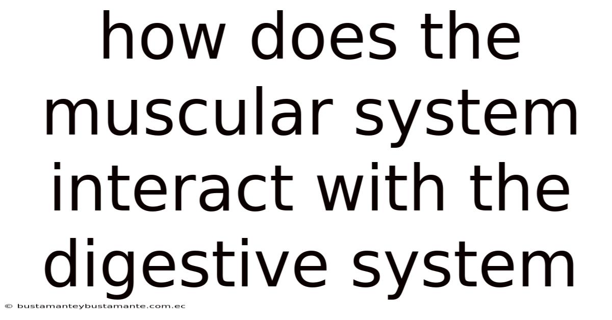 How Does The Muscular System Interact With The Digestive System