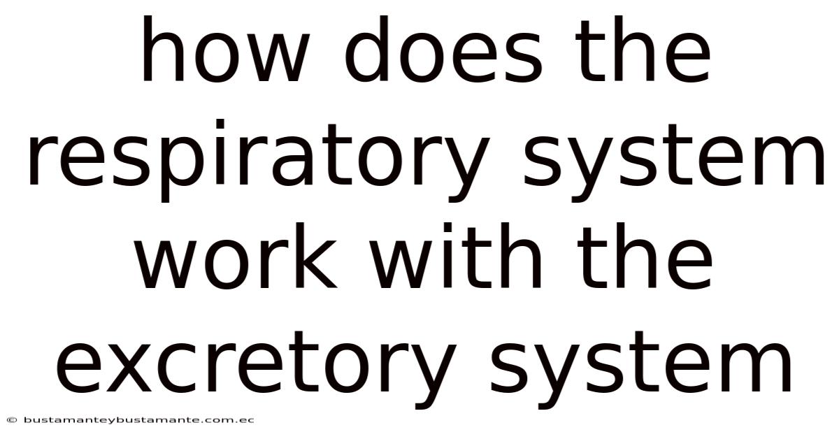 How Does The Respiratory System Work With The Excretory System