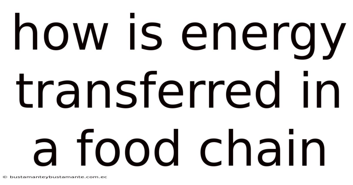 How Is Energy Transferred In A Food Chain