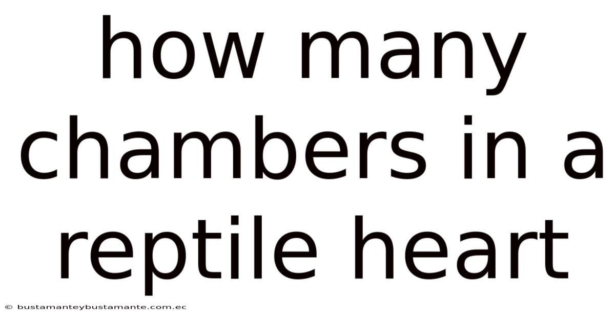How Many Chambers In A Reptile Heart