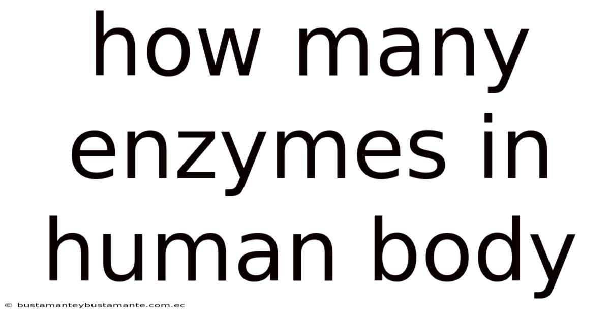 How Many Enzymes In Human Body