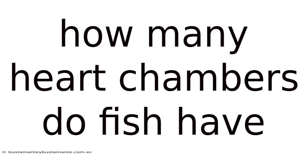 How Many Heart Chambers Do Fish Have
