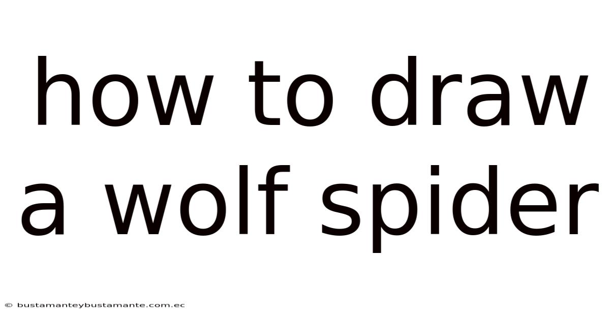 How To Draw A Wolf Spider