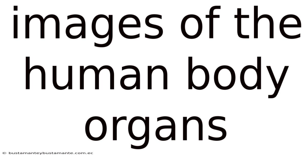 Images Of The Human Body Organs