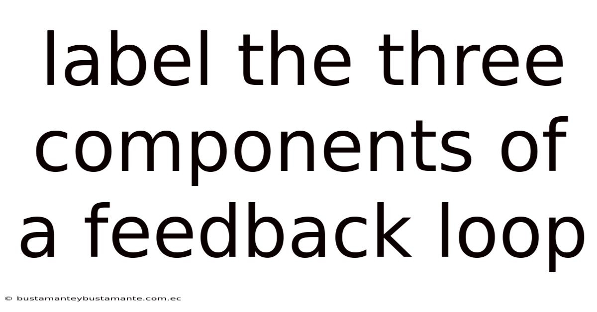Label The Three Components Of A Feedback Loop