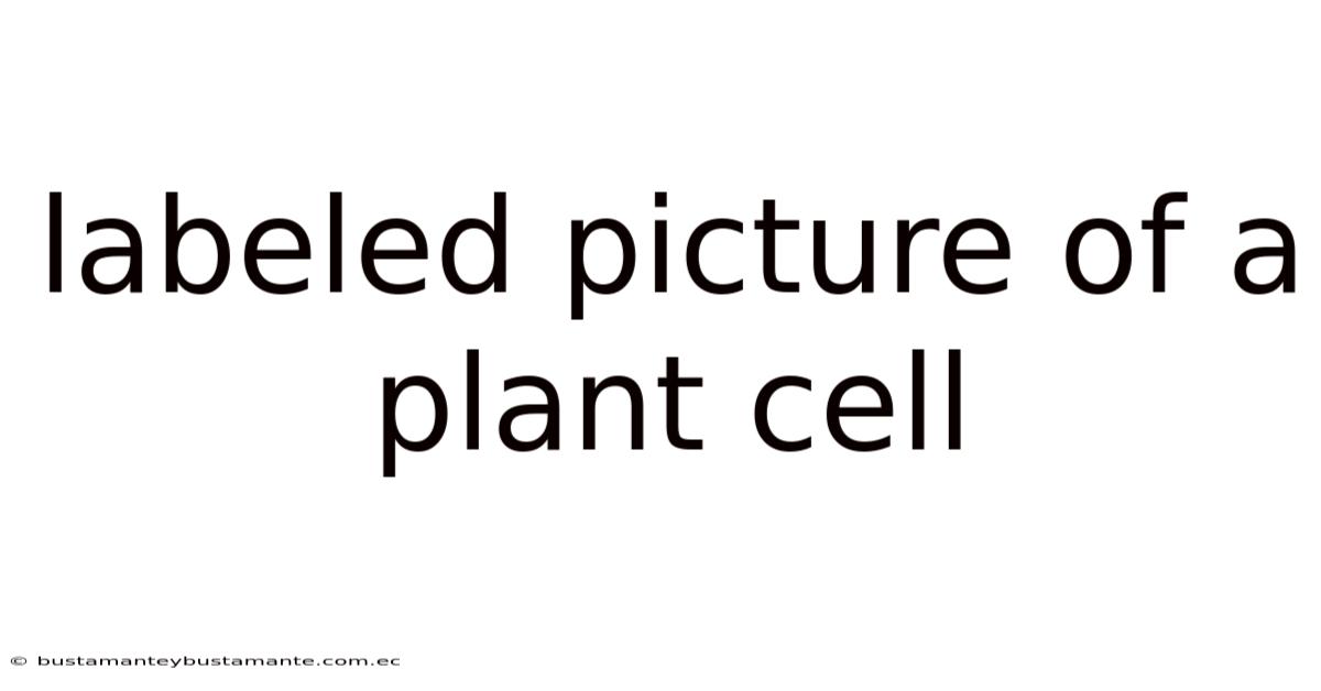 Labeled Picture Of A Plant Cell