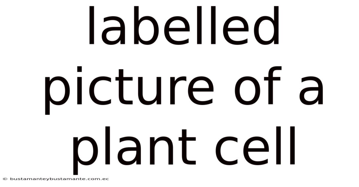 Labelled Picture Of A Plant Cell