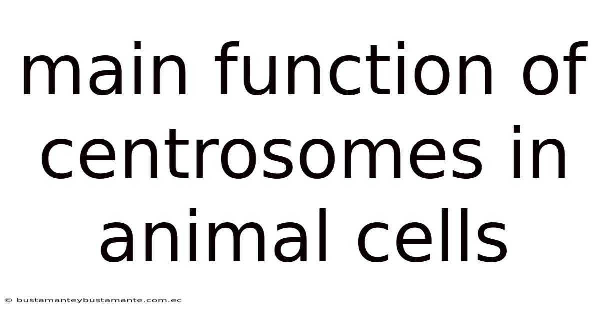 Main Function Of Centrosomes In Animal Cells