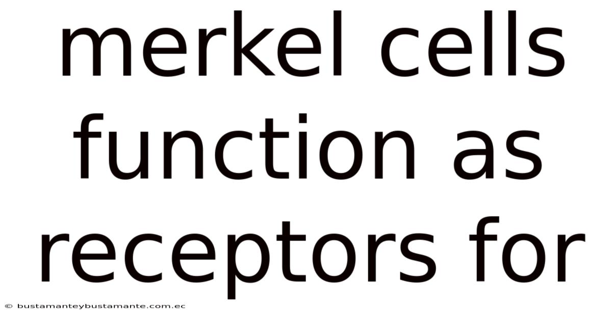 Merkel Cells Function As Receptors For