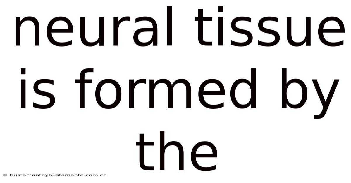 Neural Tissue Is Formed By The
