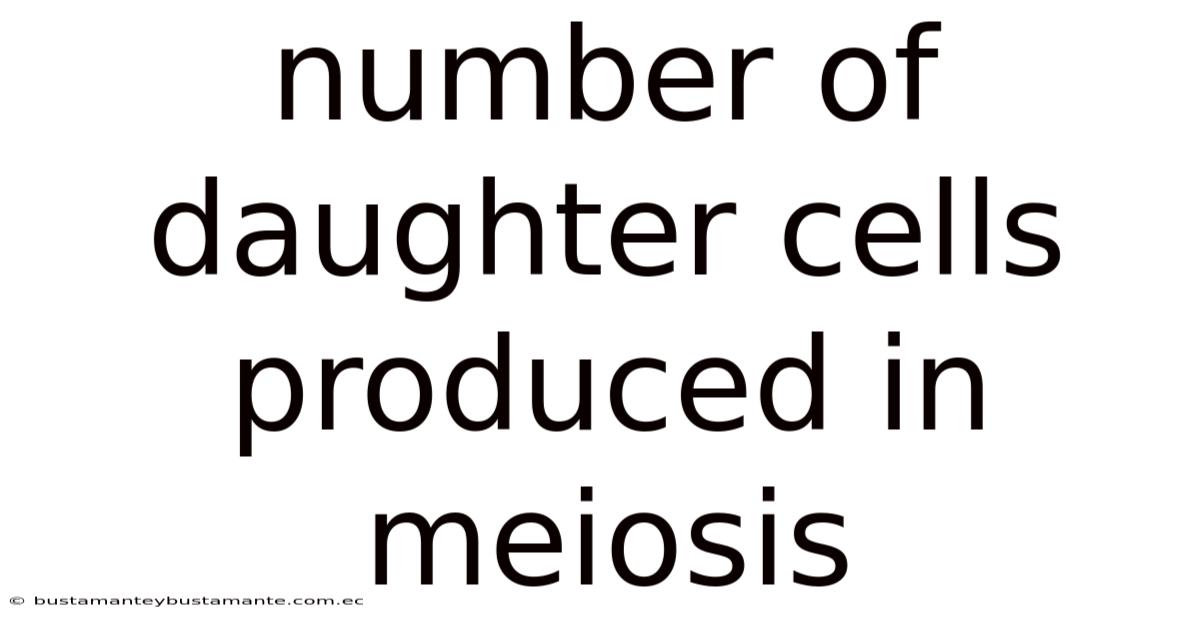 Number Of Daughter Cells Produced In Meiosis
