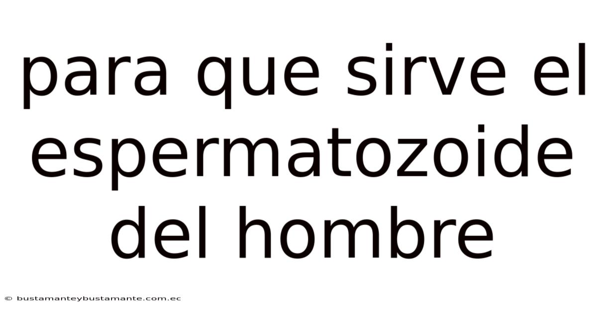 Para Que Sirve El Espermatozoide Del Hombre
