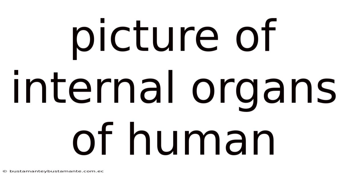 Picture Of Internal Organs Of Human
