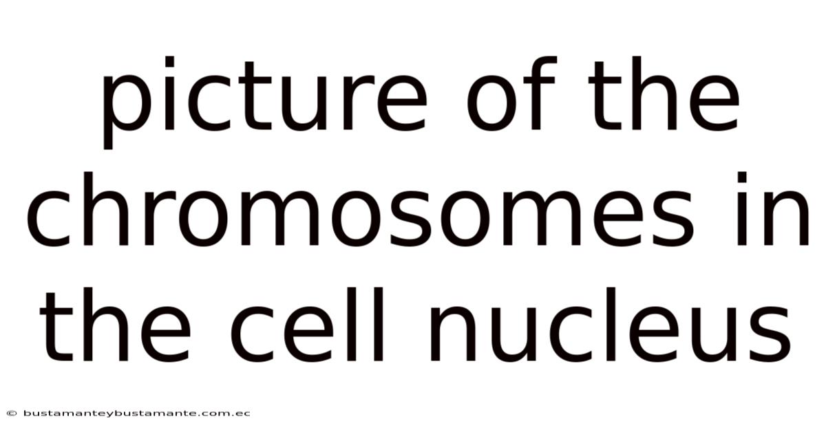 Picture Of The Chromosomes In The Cell Nucleus