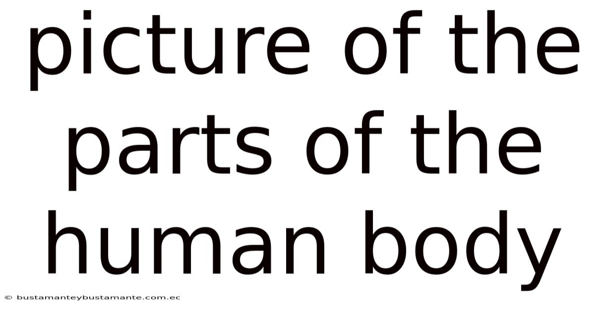 Picture Of The Parts Of The Human Body