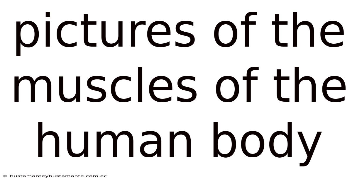 Pictures Of The Muscles Of The Human Body
