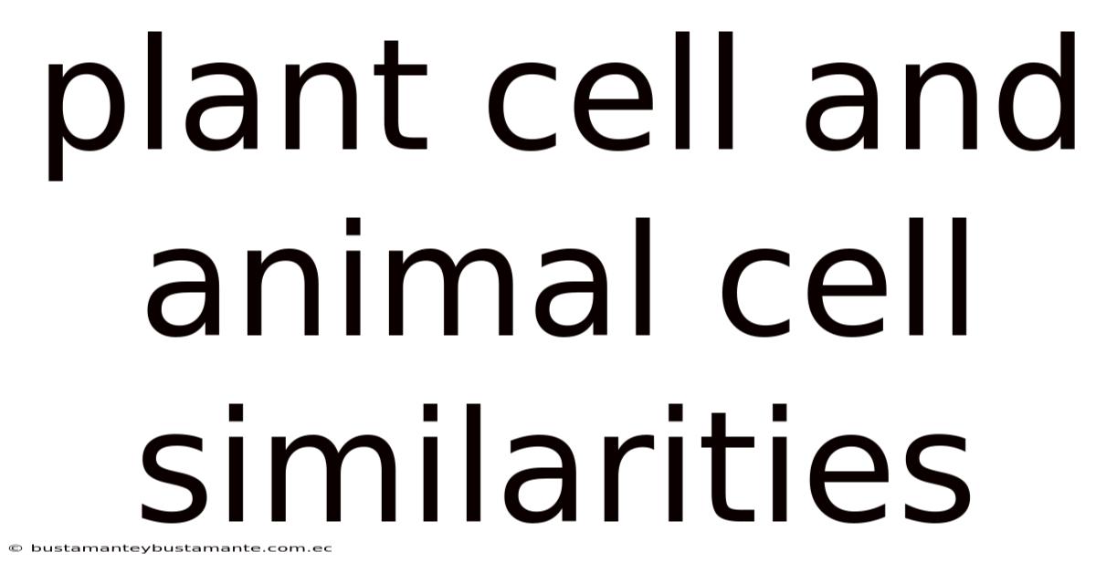 Plant Cell And Animal Cell Similarities