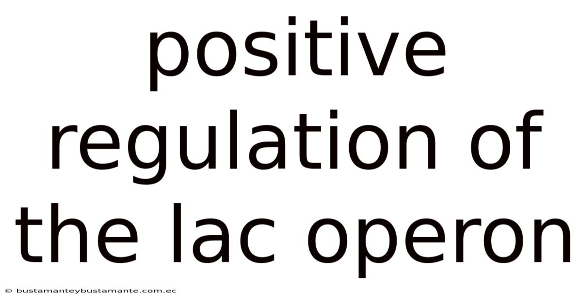 Positive Regulation Of The Lac Operon