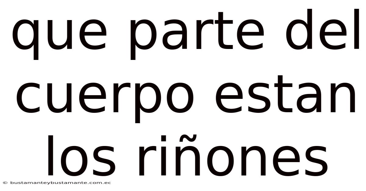 Que Parte Del Cuerpo Estan Los Riñones