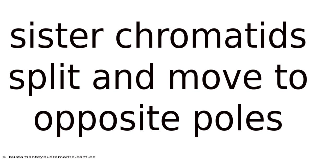 Sister Chromatids Split And Move To Opposite Poles