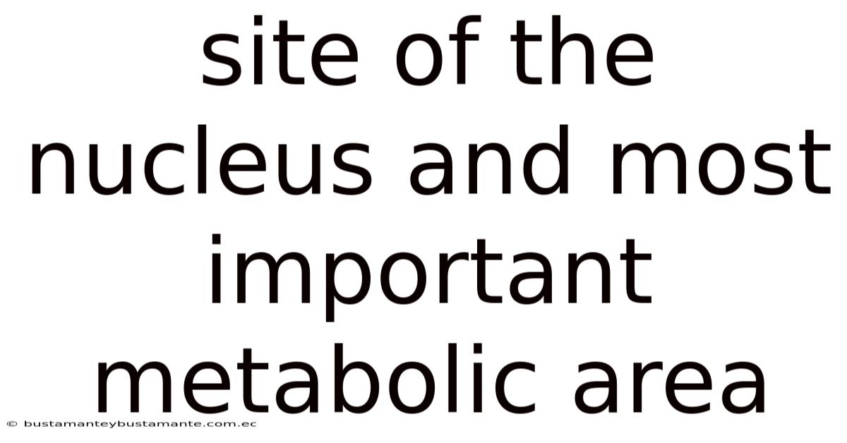 Site Of The Nucleus And Most Important Metabolic Area