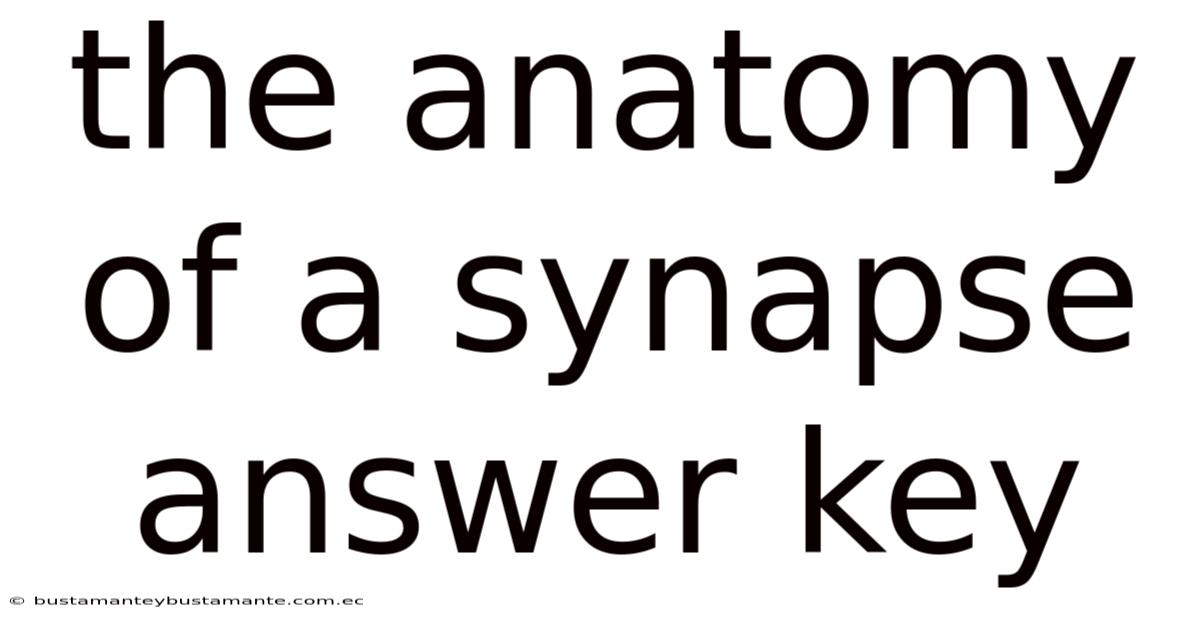 The Anatomy Of A Synapse Answer Key
