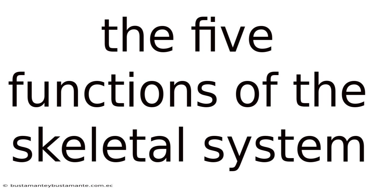 The Five Functions Of The Skeletal System