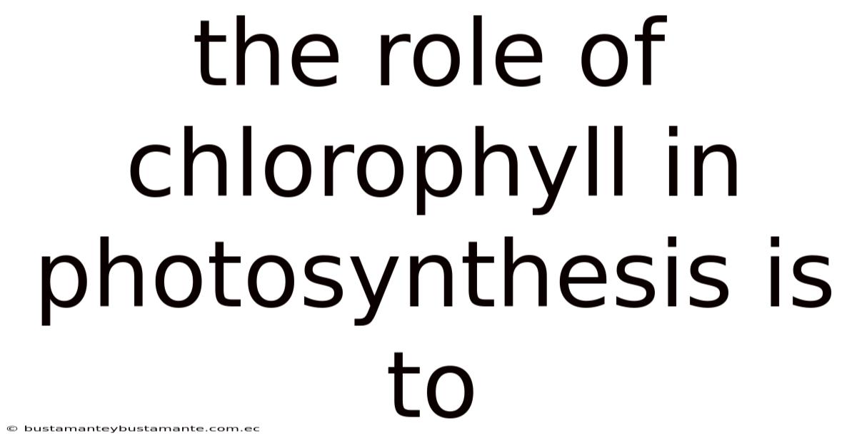 The Role Of Chlorophyll In Photosynthesis Is To