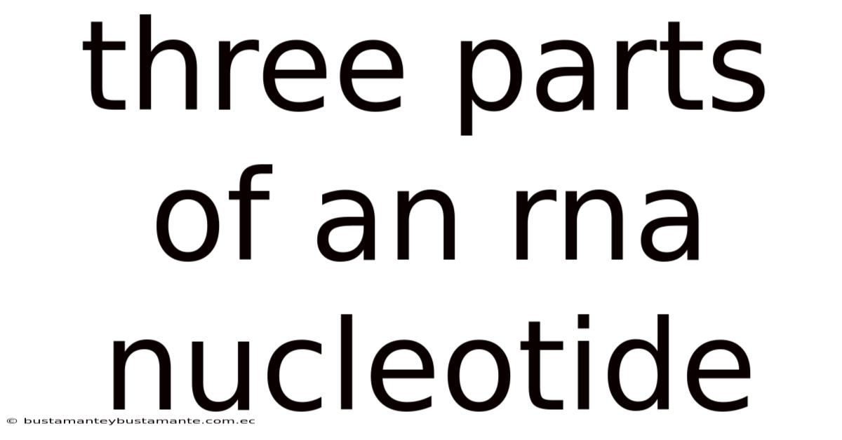 Three Parts Of An Rna Nucleotide