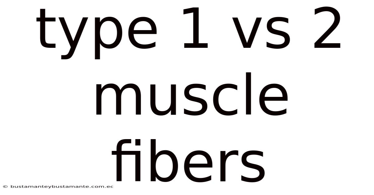 Type 1 Vs 2 Muscle Fibers