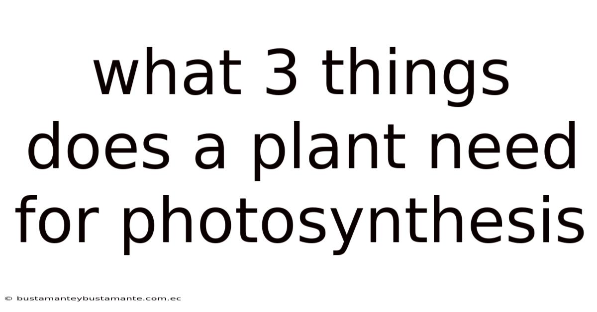 What 3 Things Does A Plant Need For Photosynthesis