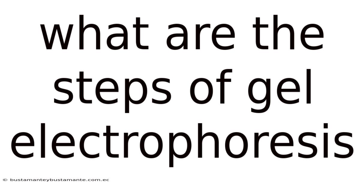 What Are The Steps Of Gel Electrophoresis