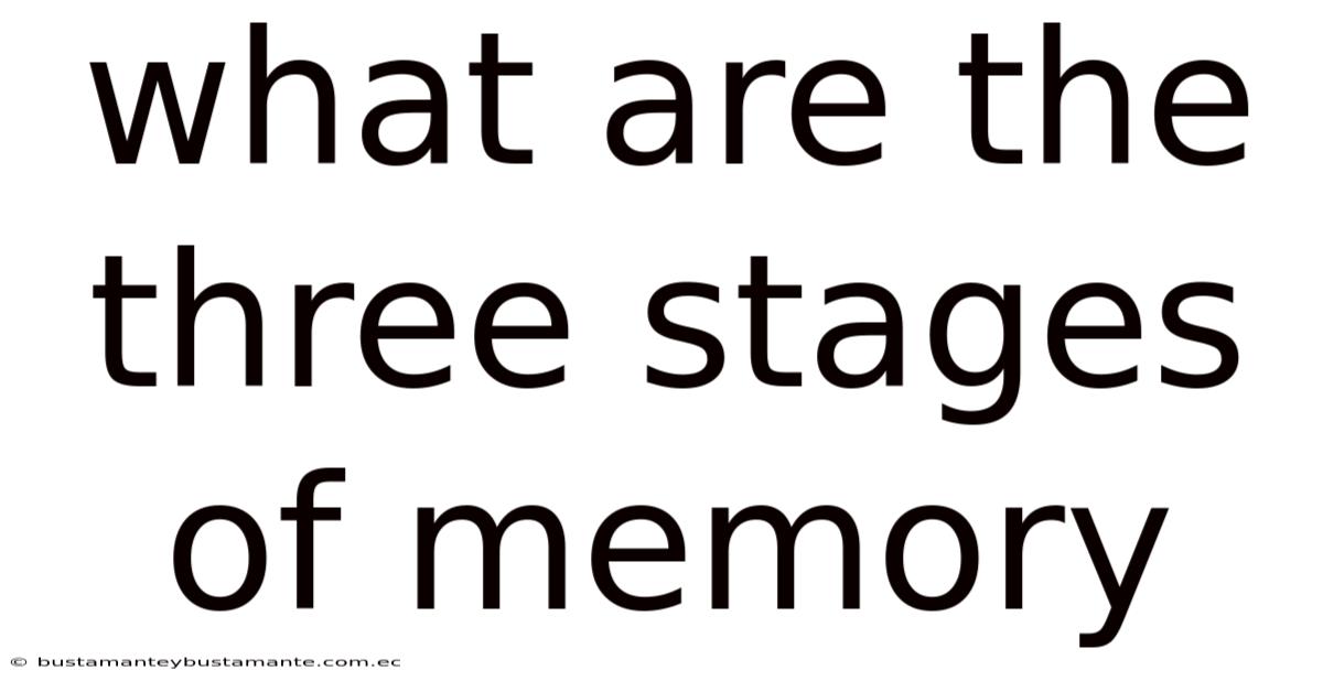 What Are The Three Stages Of Memory