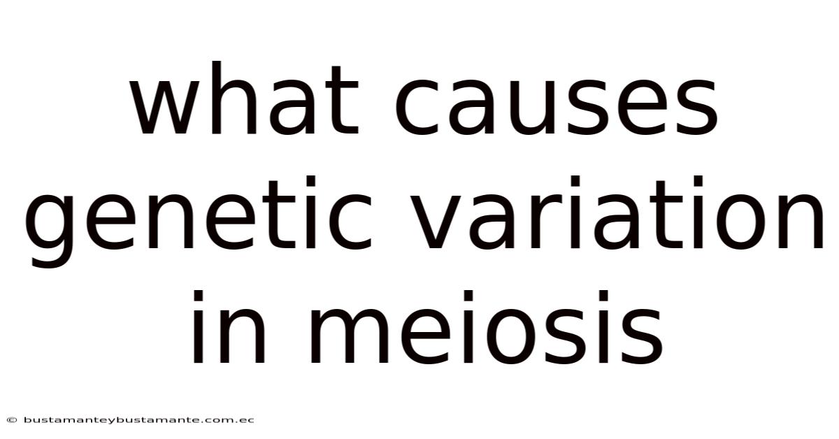 What Causes Genetic Variation In Meiosis