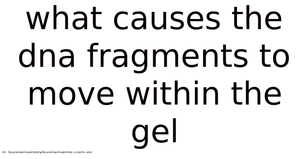 What Causes The Dna Fragments To Move Within The Gel