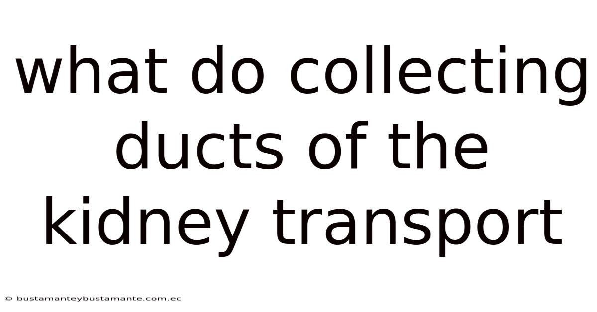 What Do Collecting Ducts Of The Kidney Transport