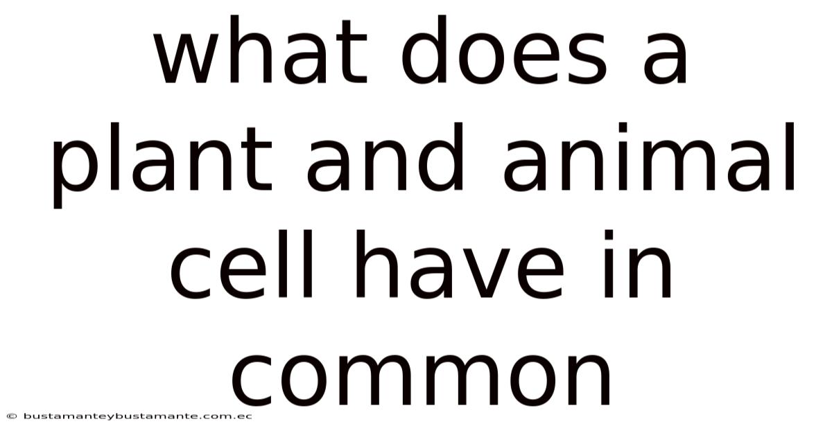 What Does A Plant And Animal Cell Have In Common