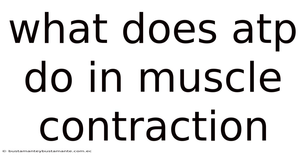 What Does Atp Do In Muscle Contraction
